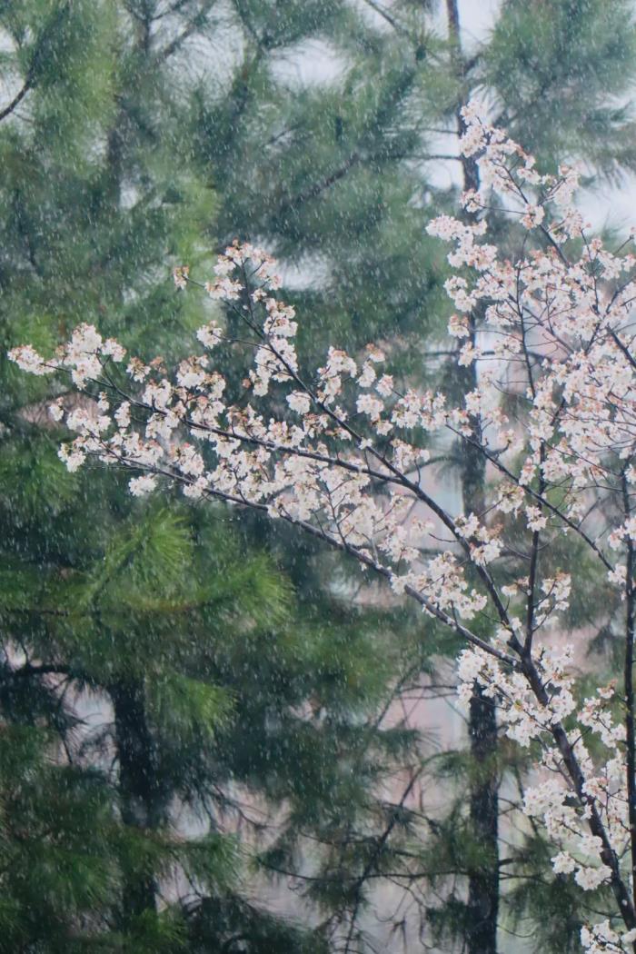 國內(nèi)花海頂流，火了四年，免收門票，浪漫不會遲到！