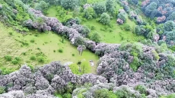 不到雞籠頂，枉為廣東人！原來，中國絕美的高山草原杜鵑花海在這里
