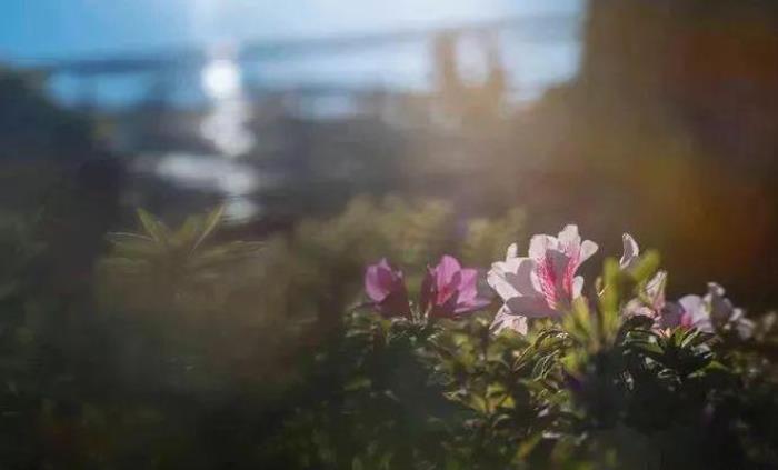 去昆明，邂逅寒冷冬日的春暖花開